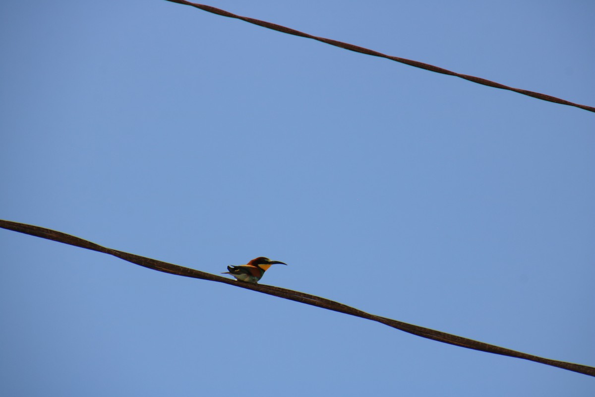 European Bee-eater - ML620121298