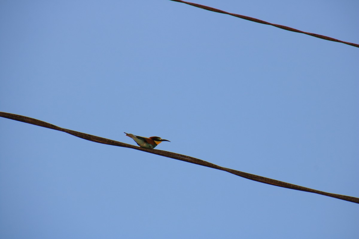 European Bee-eater - ML620121299