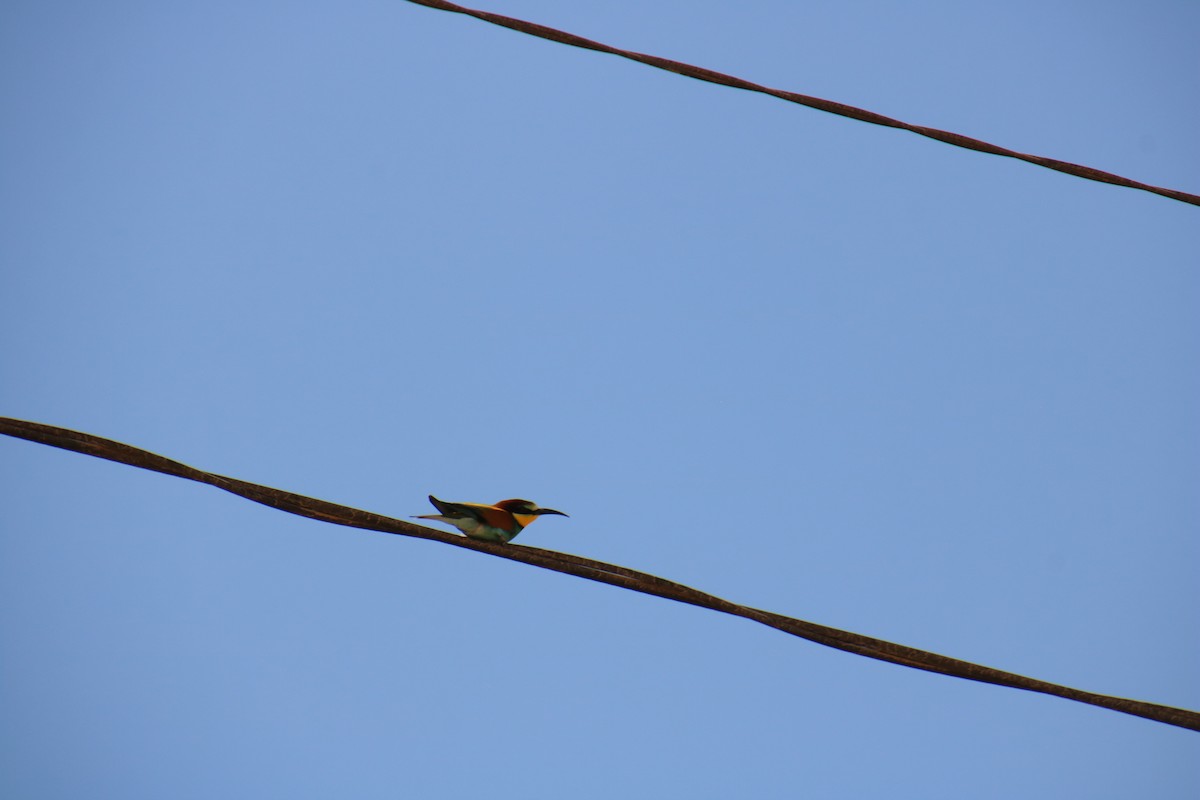 European Bee-eater - ML620121300