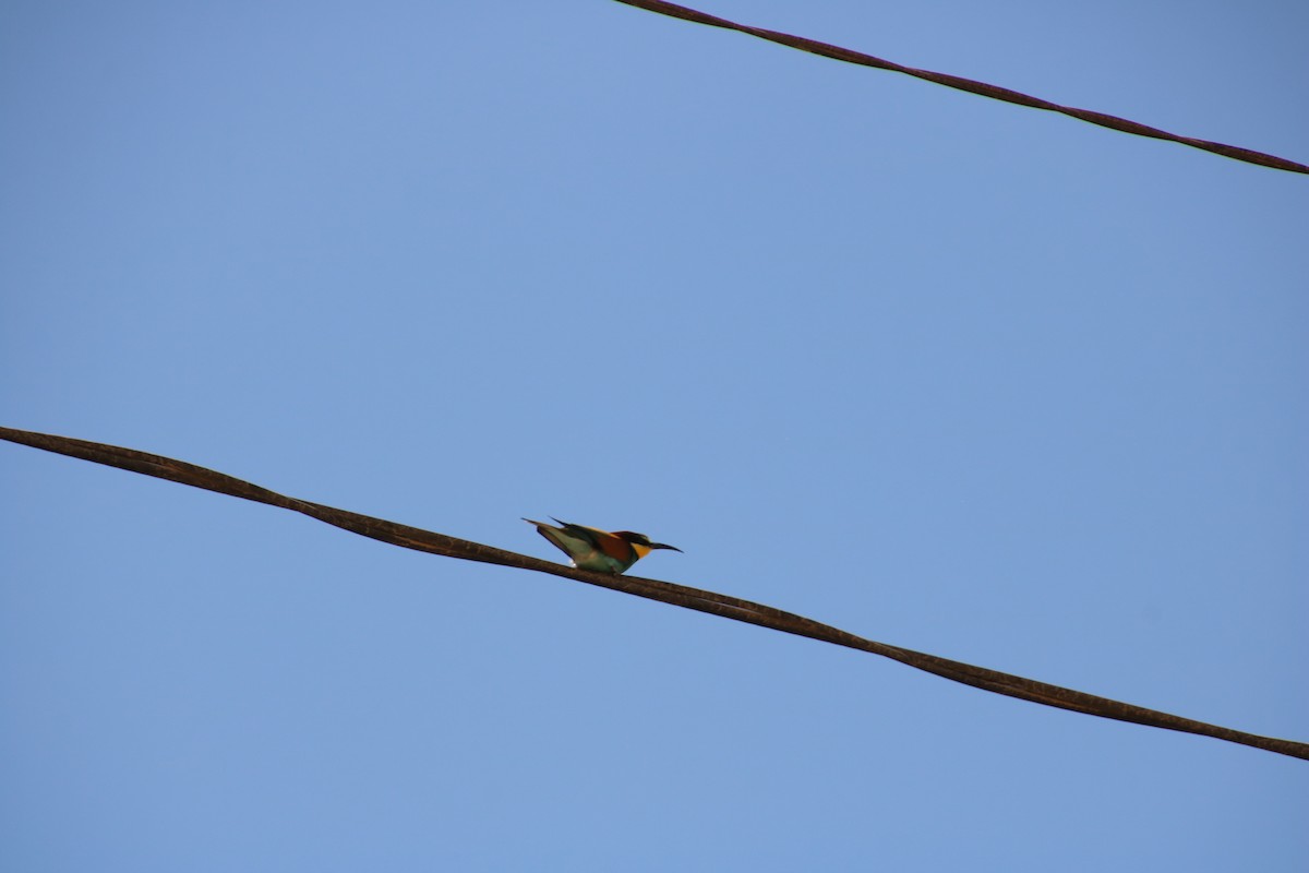 European Bee-eater - ML620121302