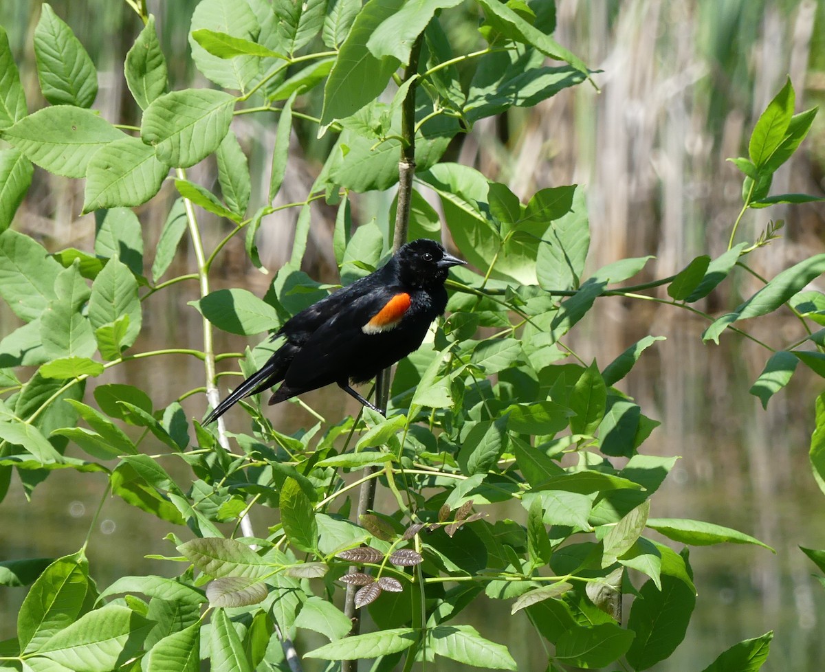 Red-winged Blackbird - ML620121307
