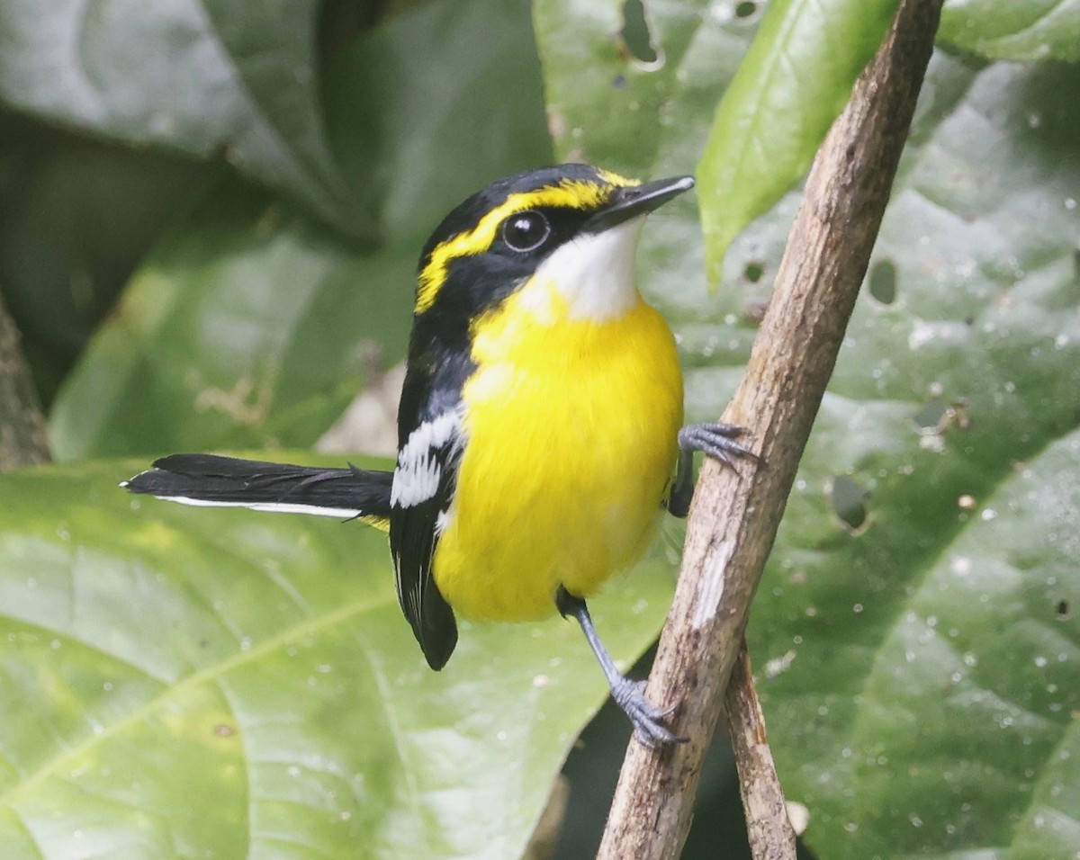 Yellow-breasted Boatbill - ML620121312