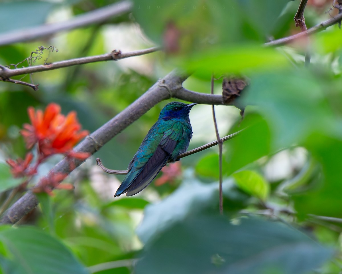 kolibřík zelený - ML620121316