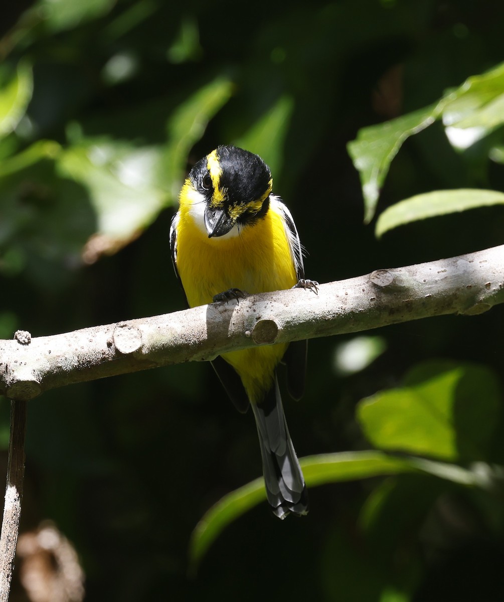 Yellow-breasted Boatbill - ML620121319
