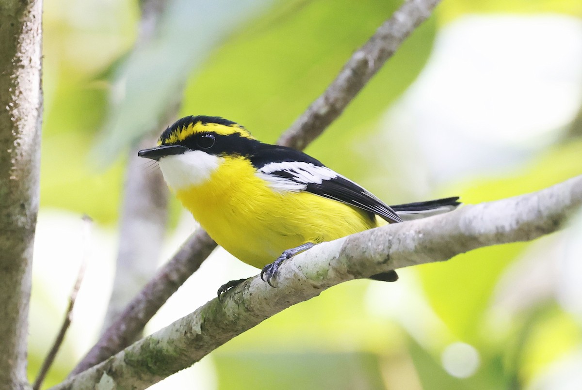 Yellow-breasted Boatbill - ML620121321