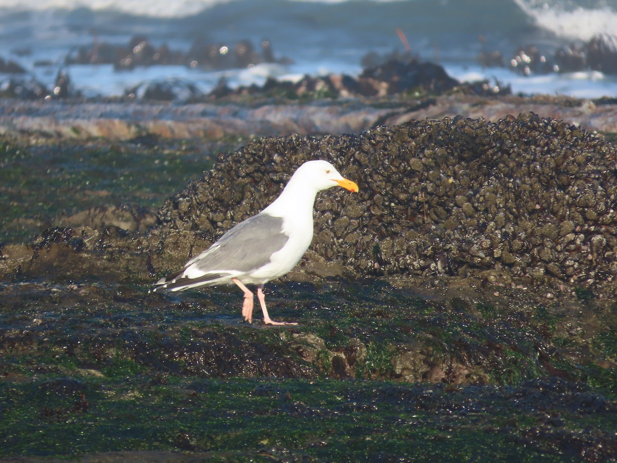 Western Gull - ML620121324