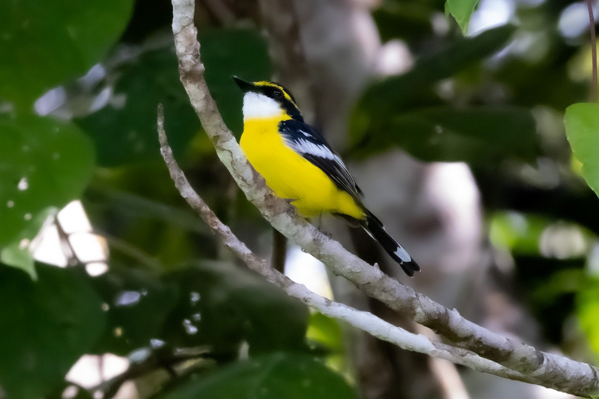 Yellow-breasted Boatbill - ML620121325