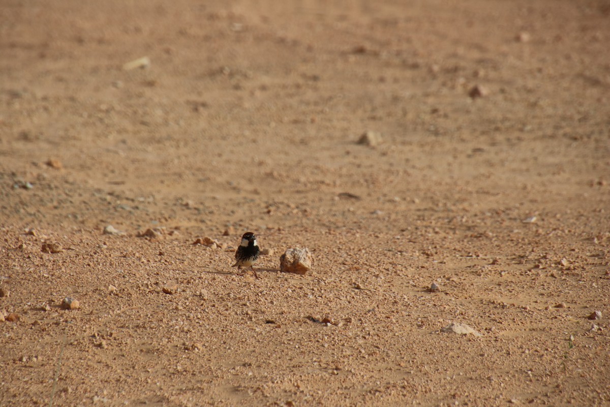 Spanish Sparrow - ML620121327