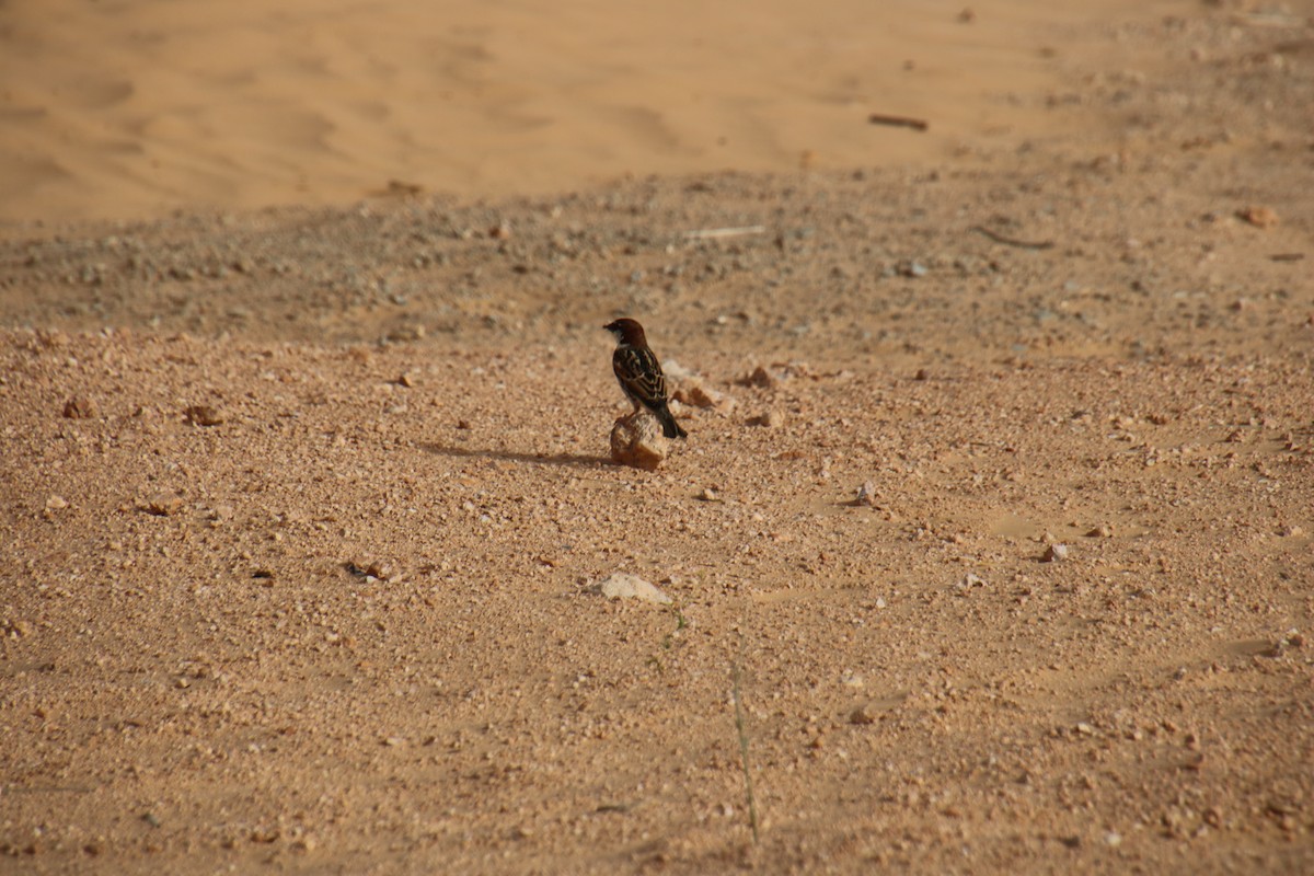 Spanish Sparrow - ML620121329