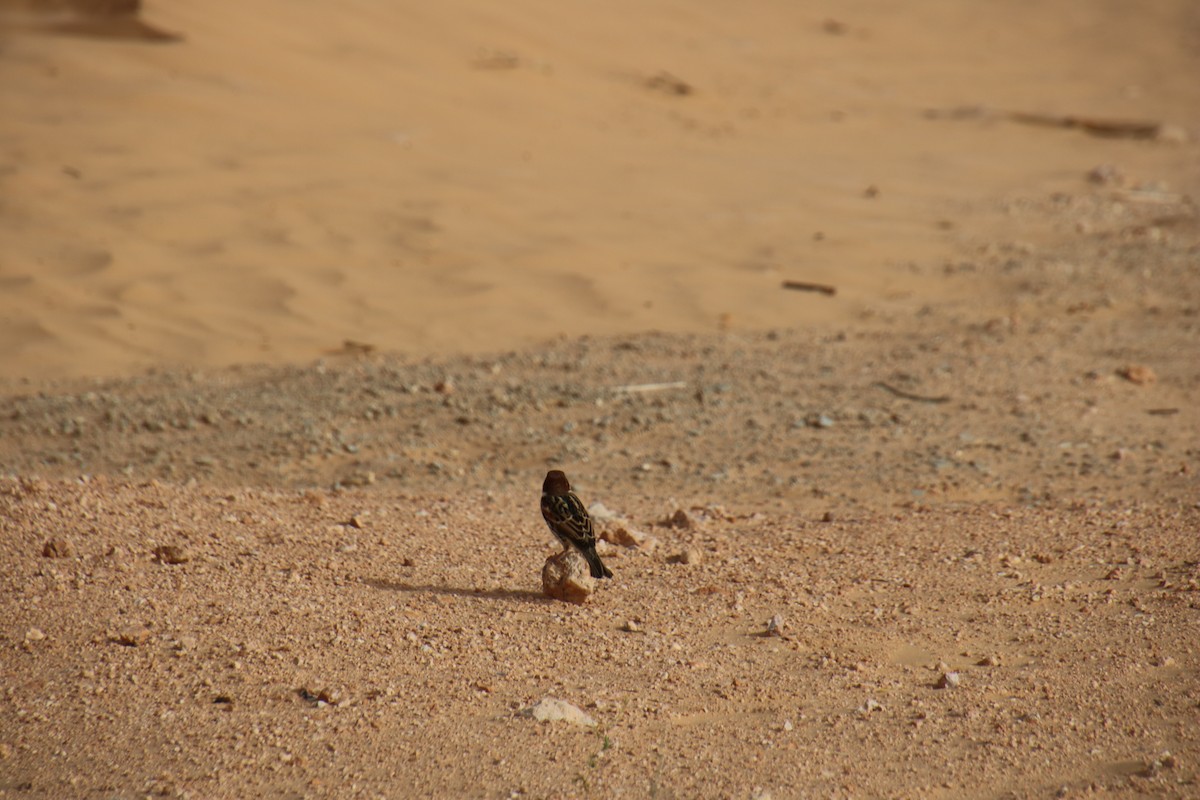 Spanish Sparrow - ML620121330