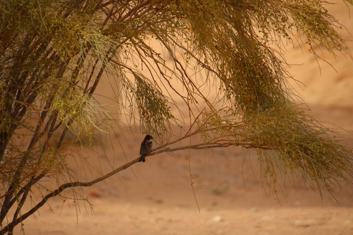 Spanish Sparrow - ML620121331