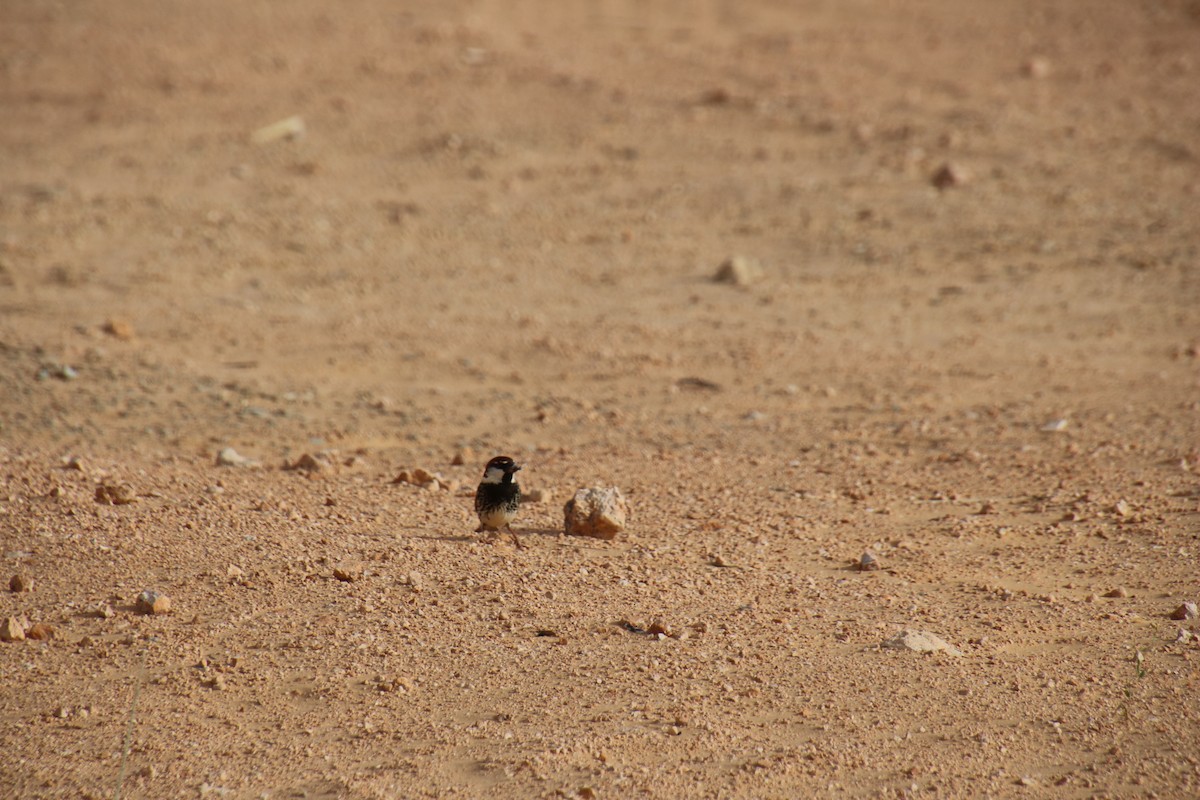 Spanish Sparrow - ML620121332