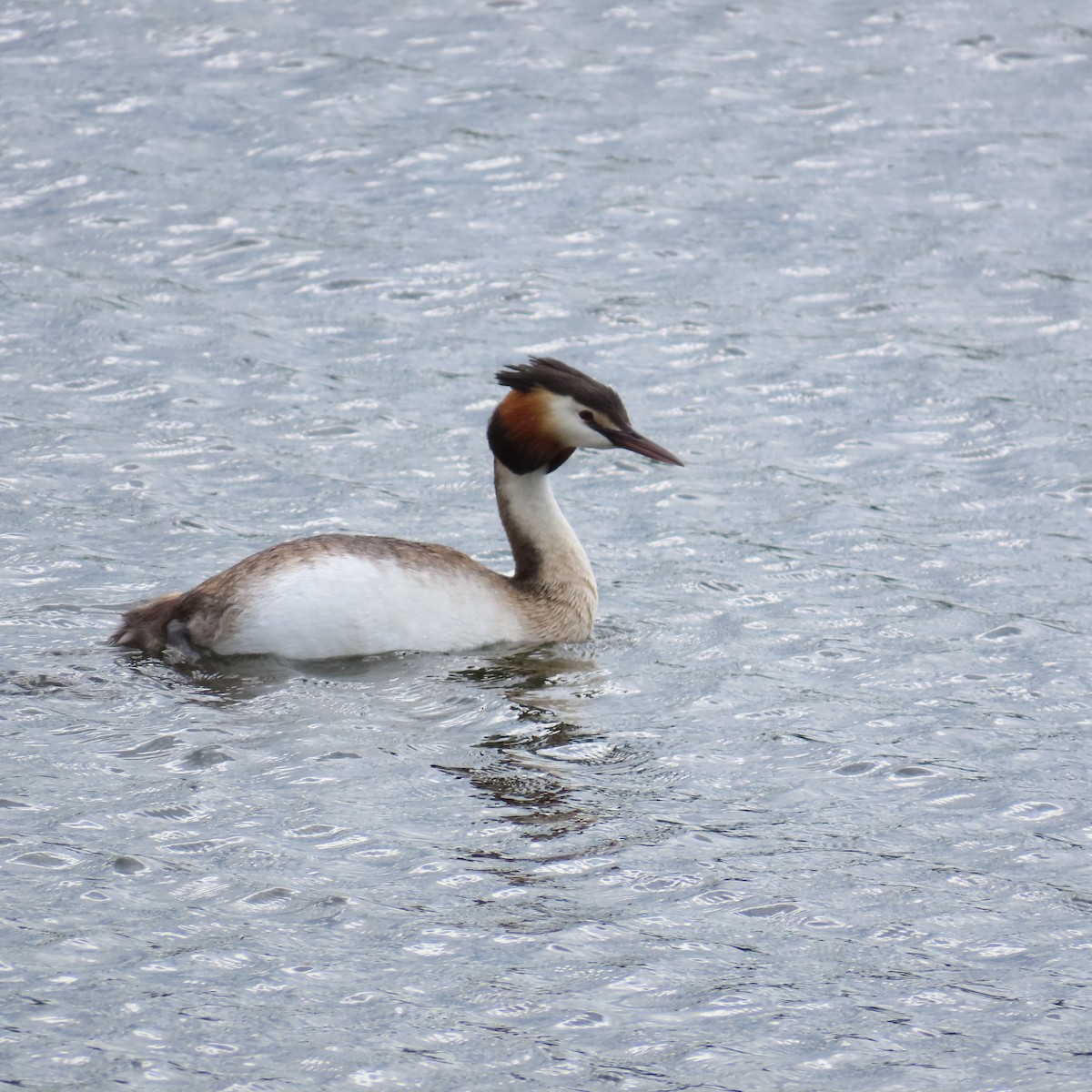 Great Crested Grebe - ML620121345