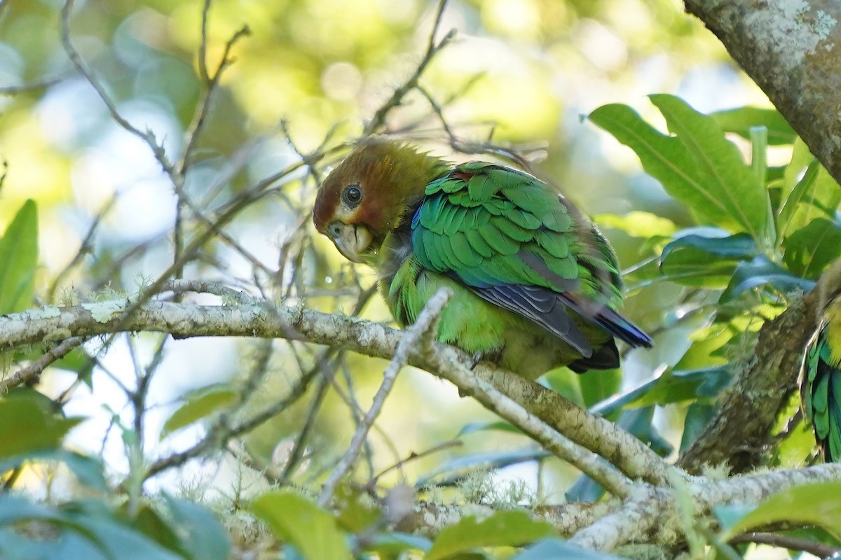 Rusty-faced Parrot - ML620121348