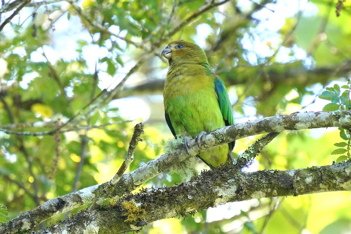 Rusty-faced Parrot - ML620121350