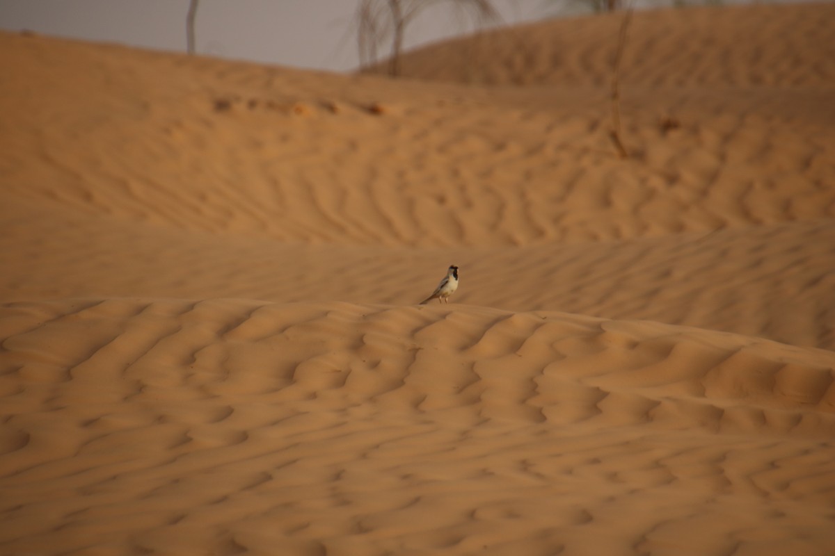 Desert Sparrow - ML620121359