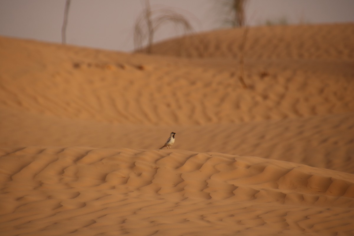 Desert Sparrow - ML620121360