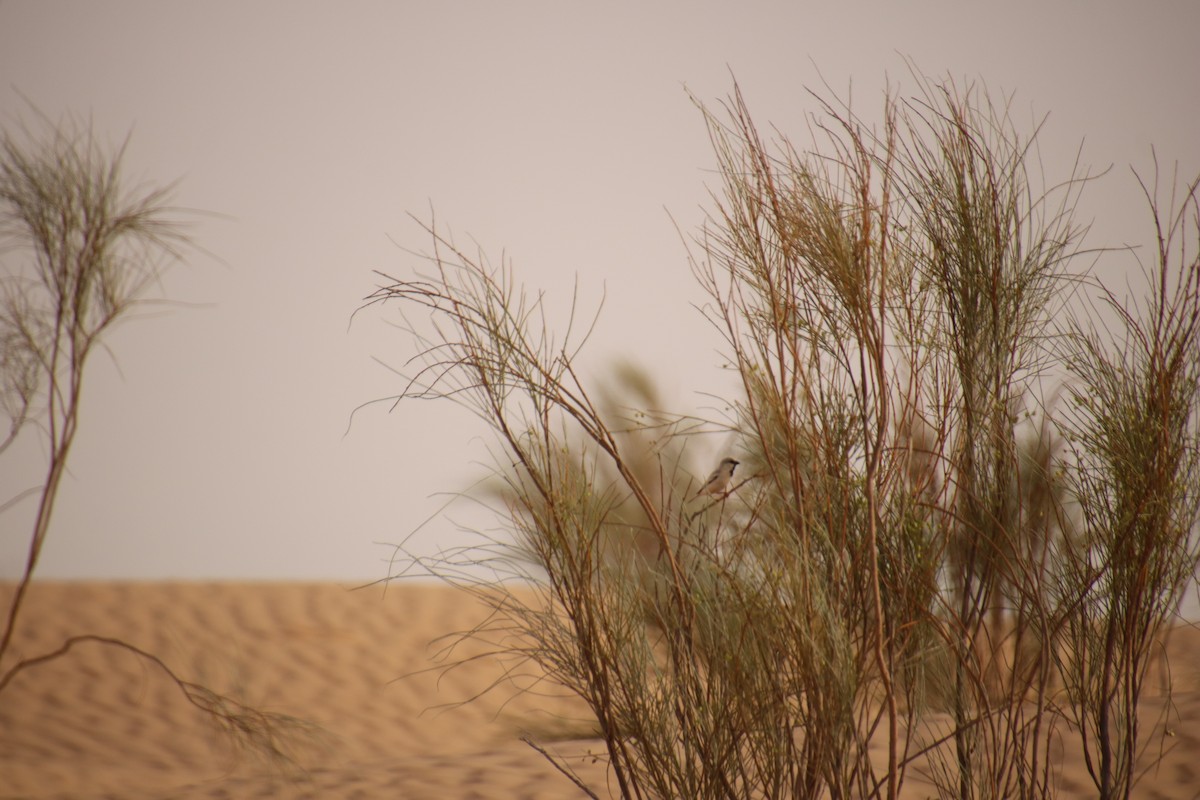 Desert Sparrow - ML620121361