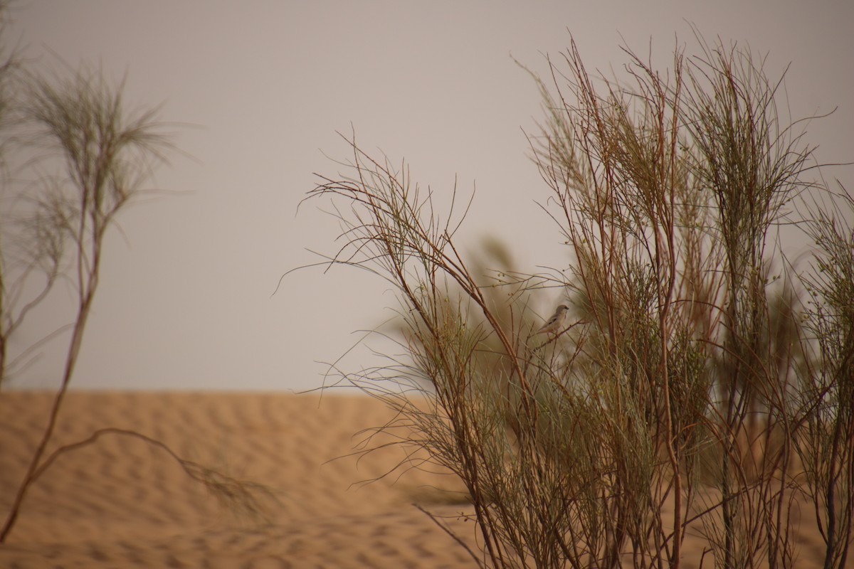 Горобець пустельний - ML620121364