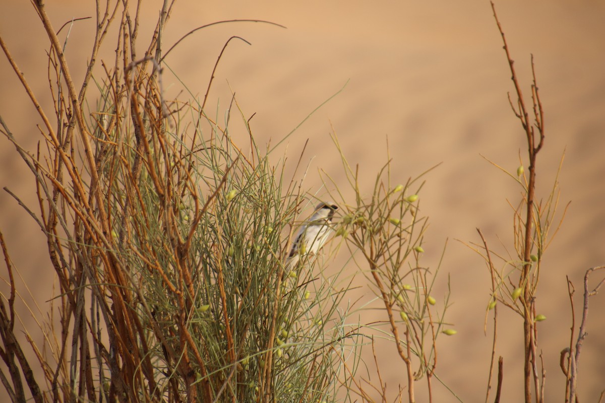 Desert Sparrow - ML620121365
