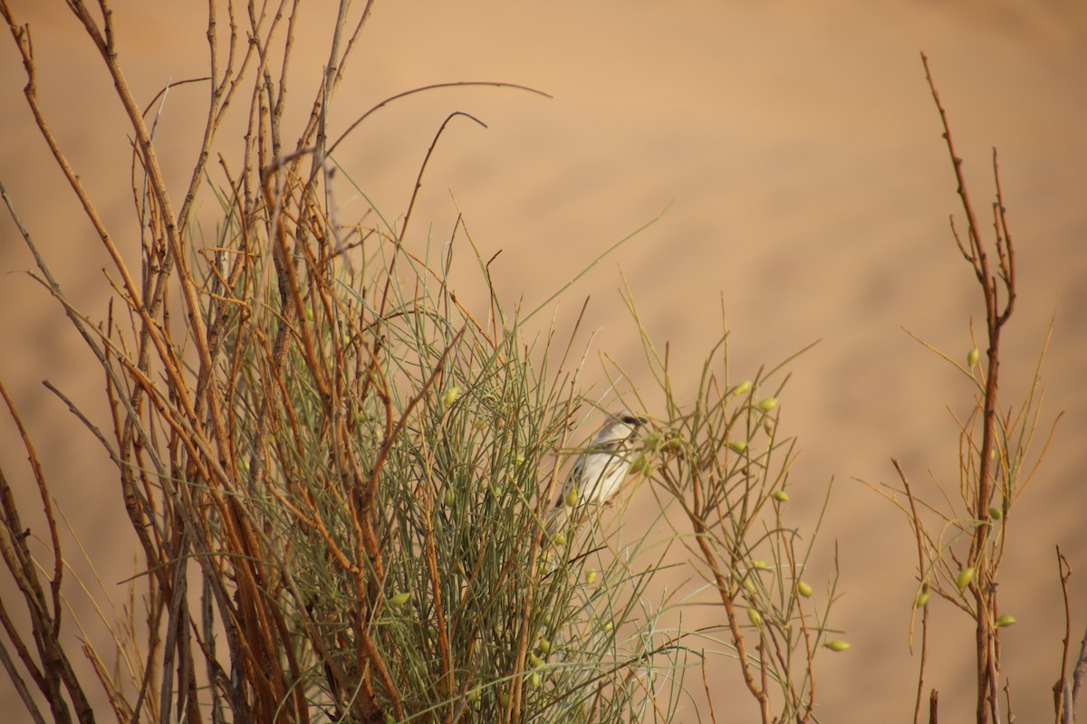 Desert Sparrow - ML620121366