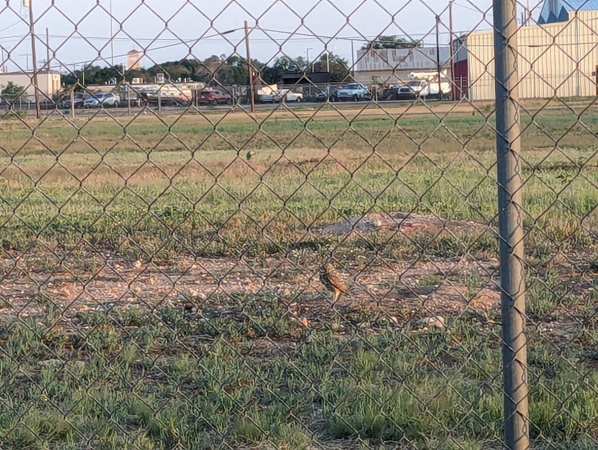 Burrowing Owl - ML620121382