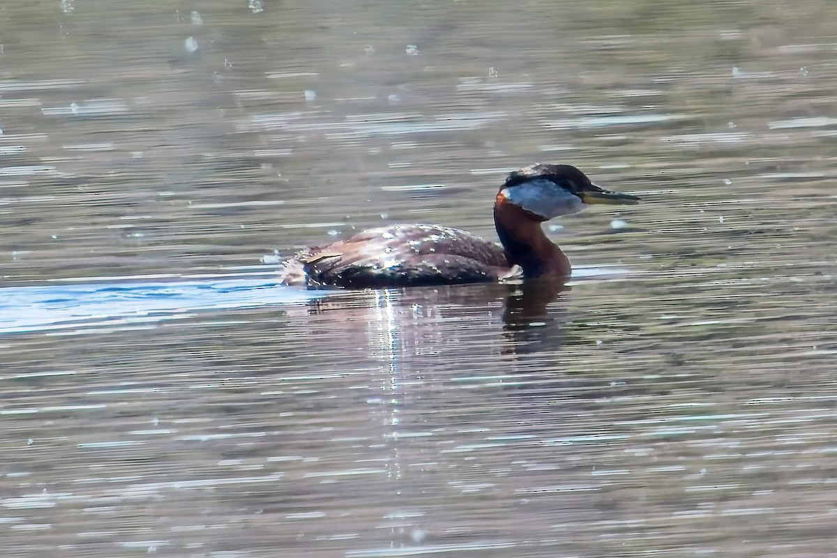 Red-necked Grebe - ML620121383