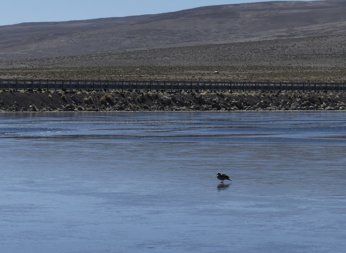 Crested Duck - ML620121384