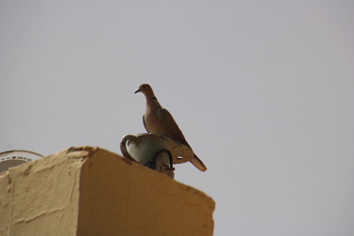 Eurasian Collared-Dove - ML620121387