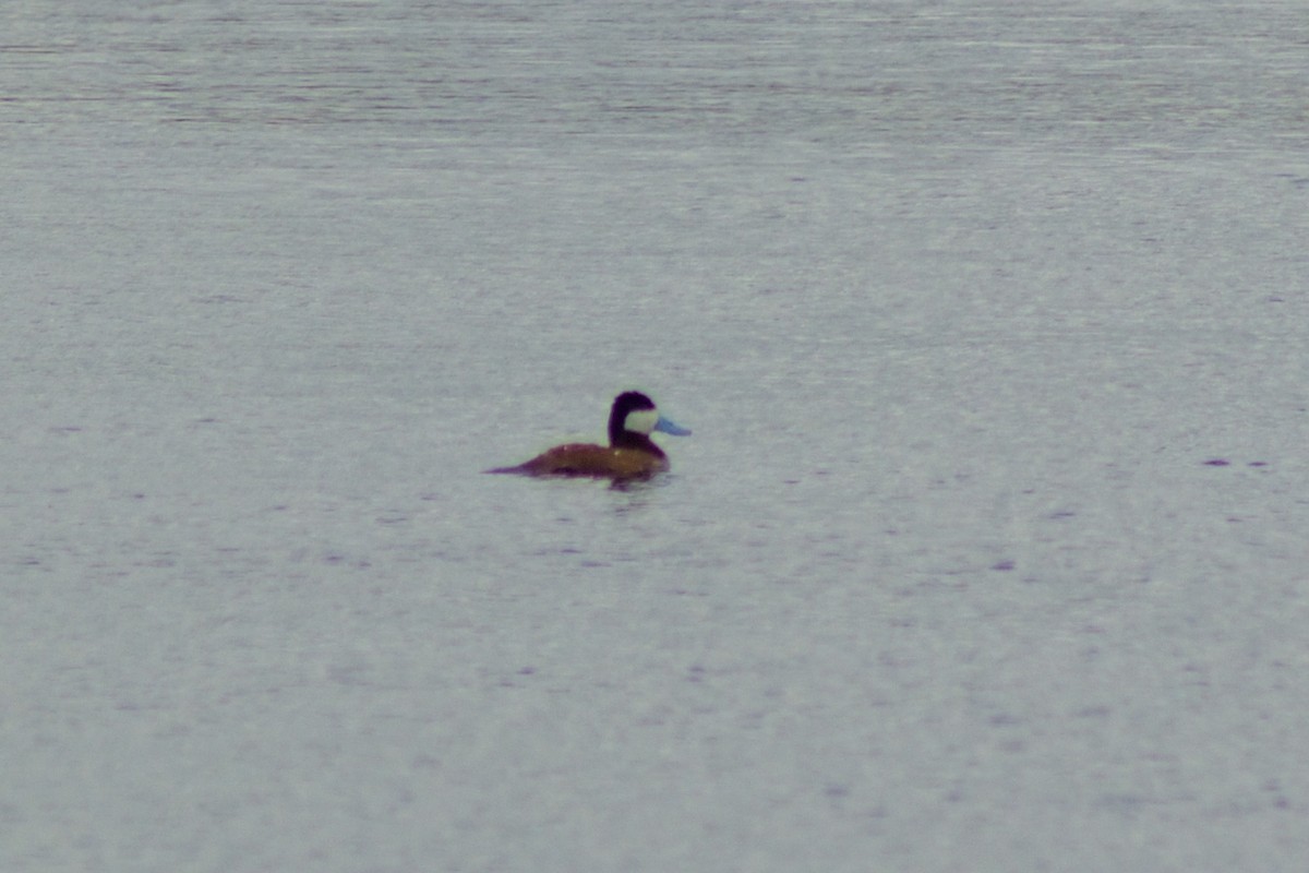 Ruddy Duck - ML620121404