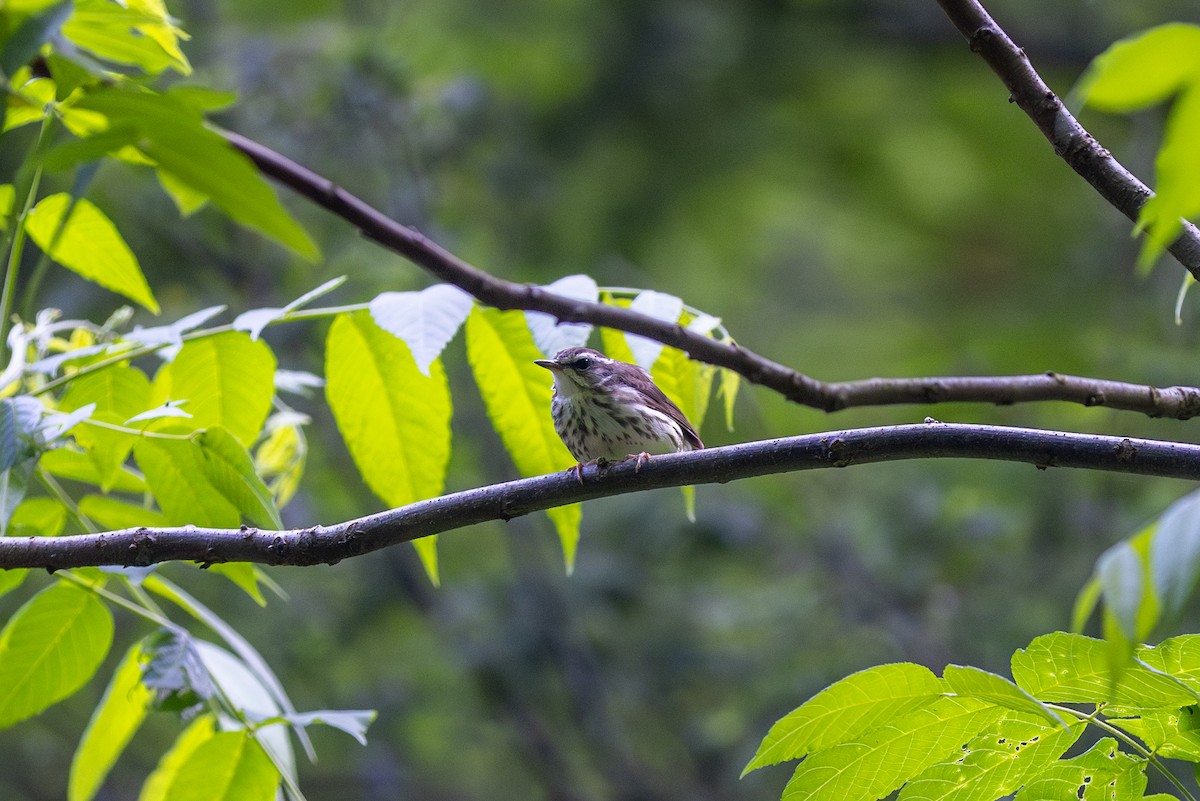 Louisiana Waterthrush - ML620121405