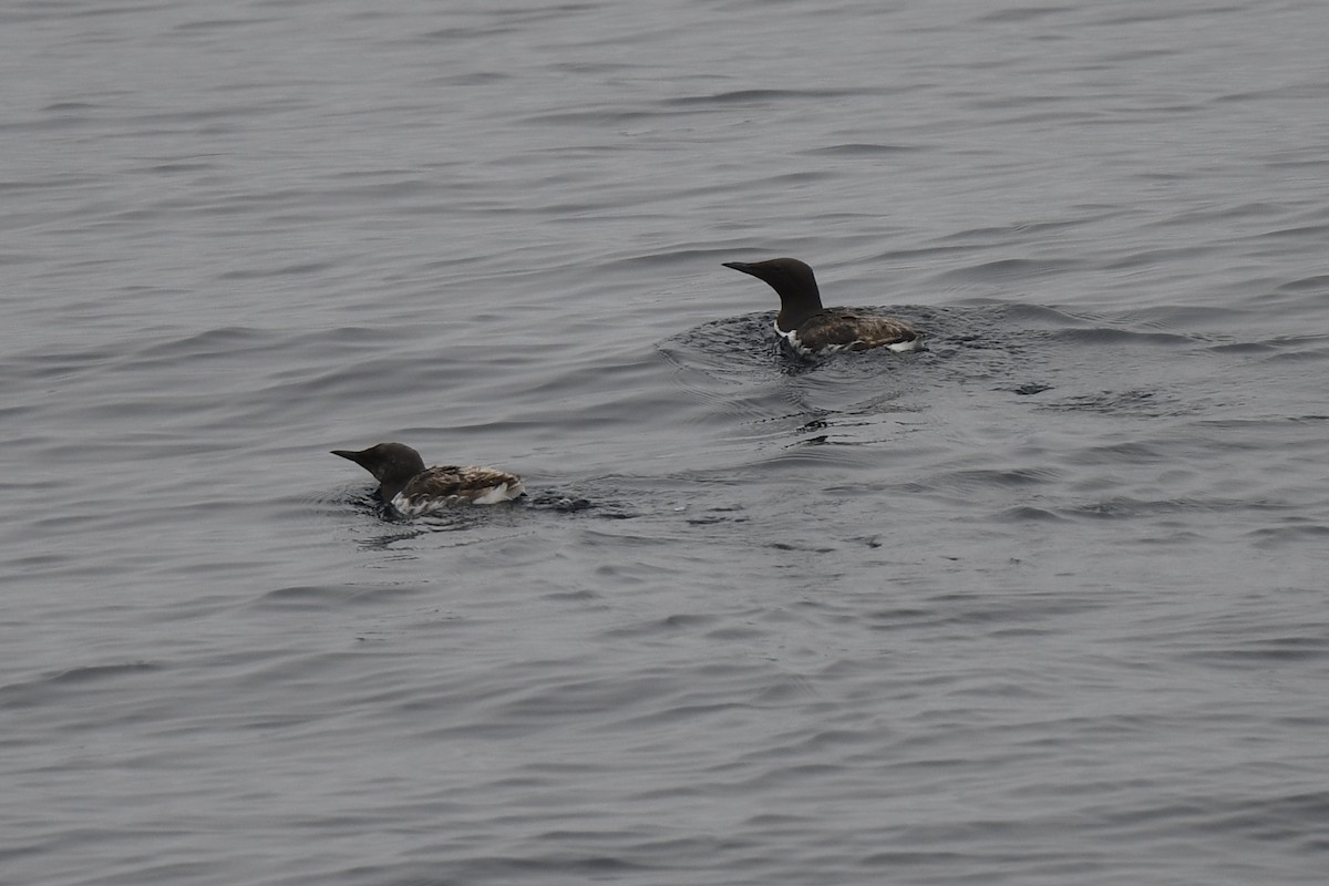 Common Murre - ML620121410