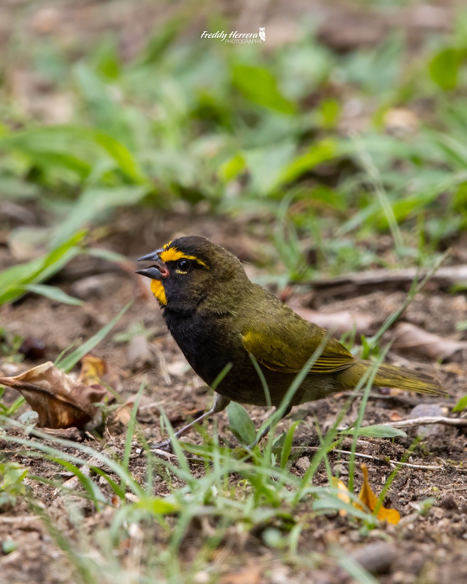 Yellow-faced Grassquit - ML620121416