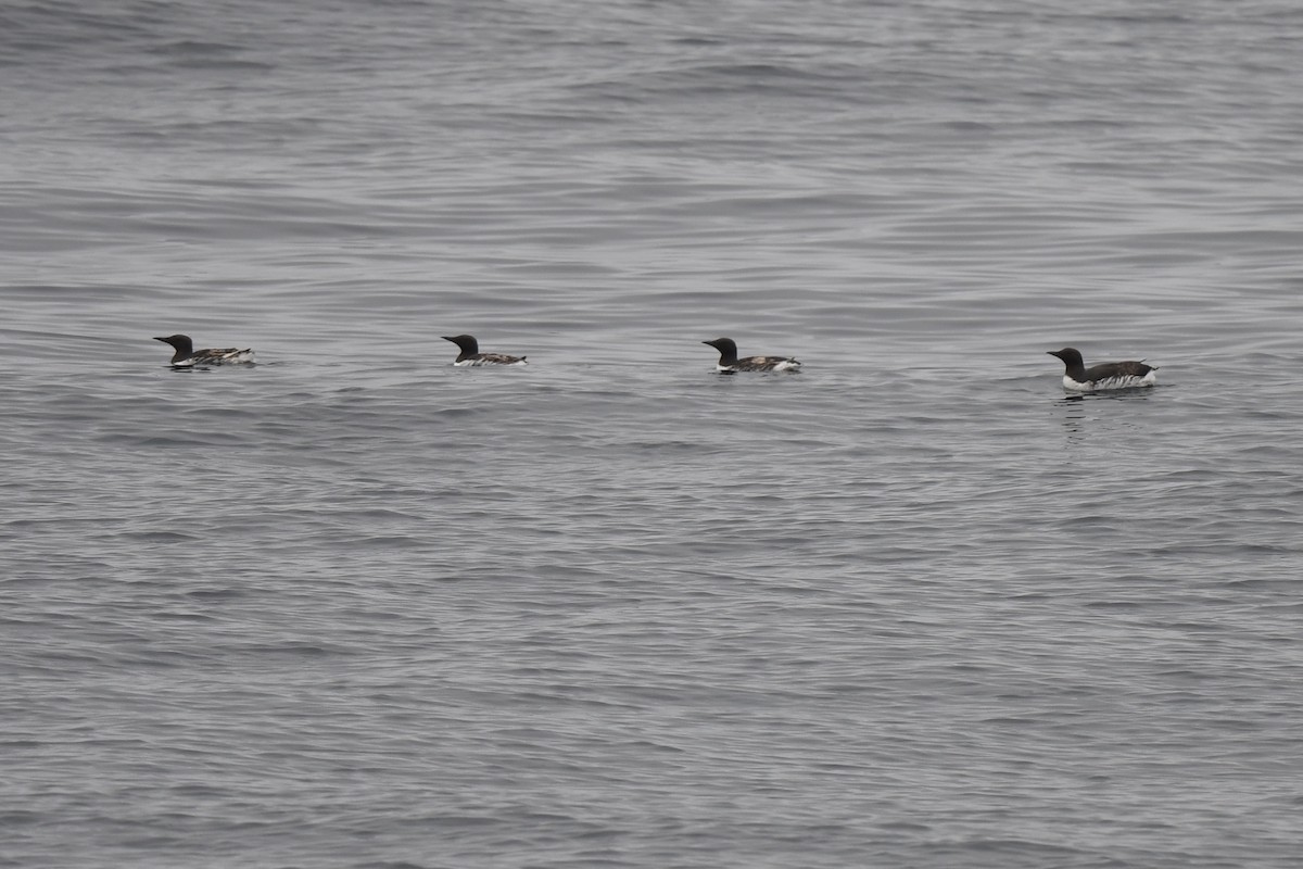 Common Murre - ML620121419