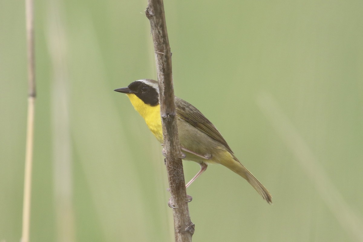 Paruline masquée - ML620121424