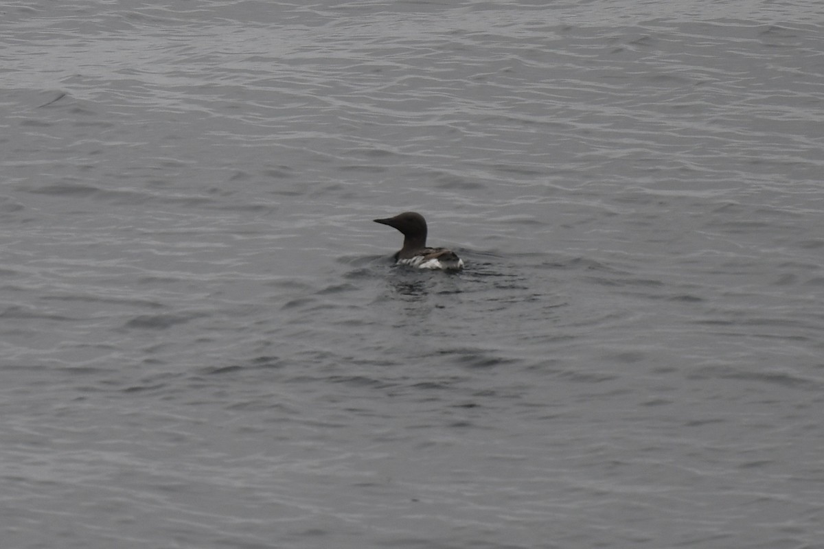 Common Murre - ML620121433