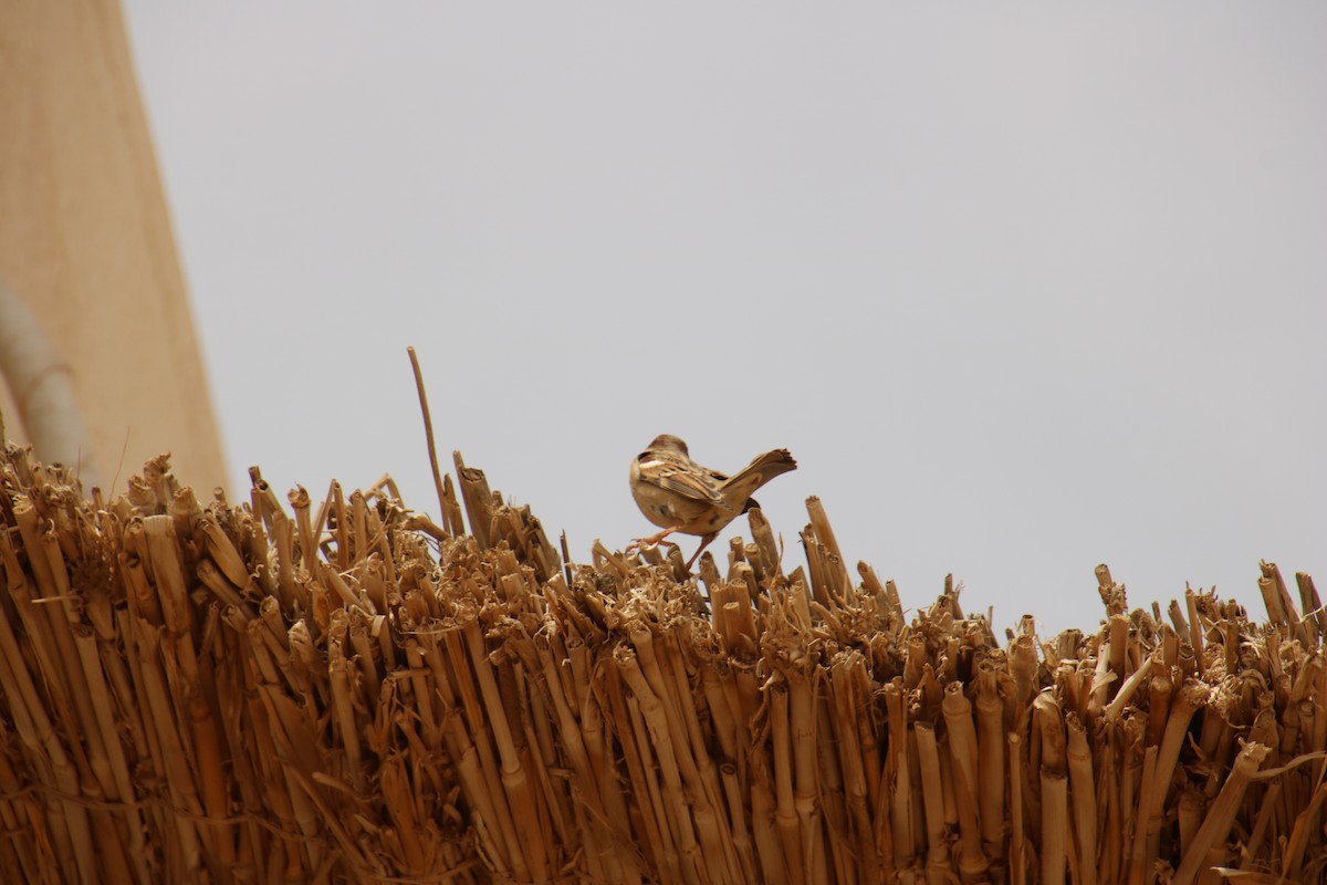 Spanish Sparrow - ML620121443