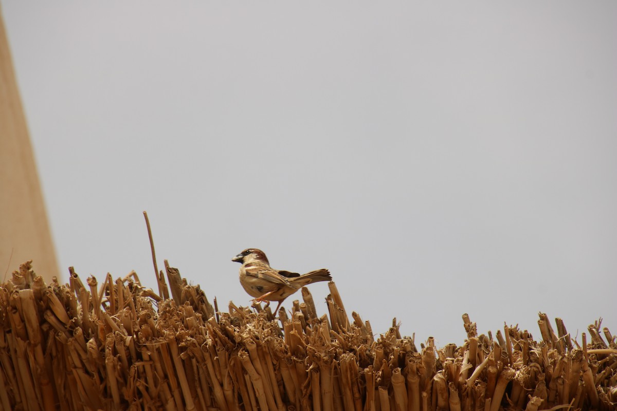 Spanish Sparrow - ML620121444