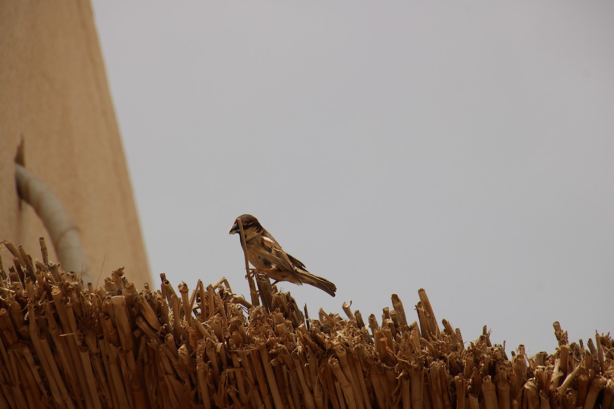 Spanish Sparrow - ML620121445