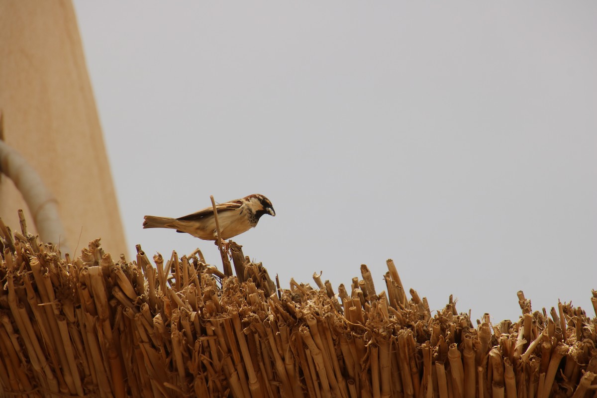 Spanish Sparrow - ML620121446