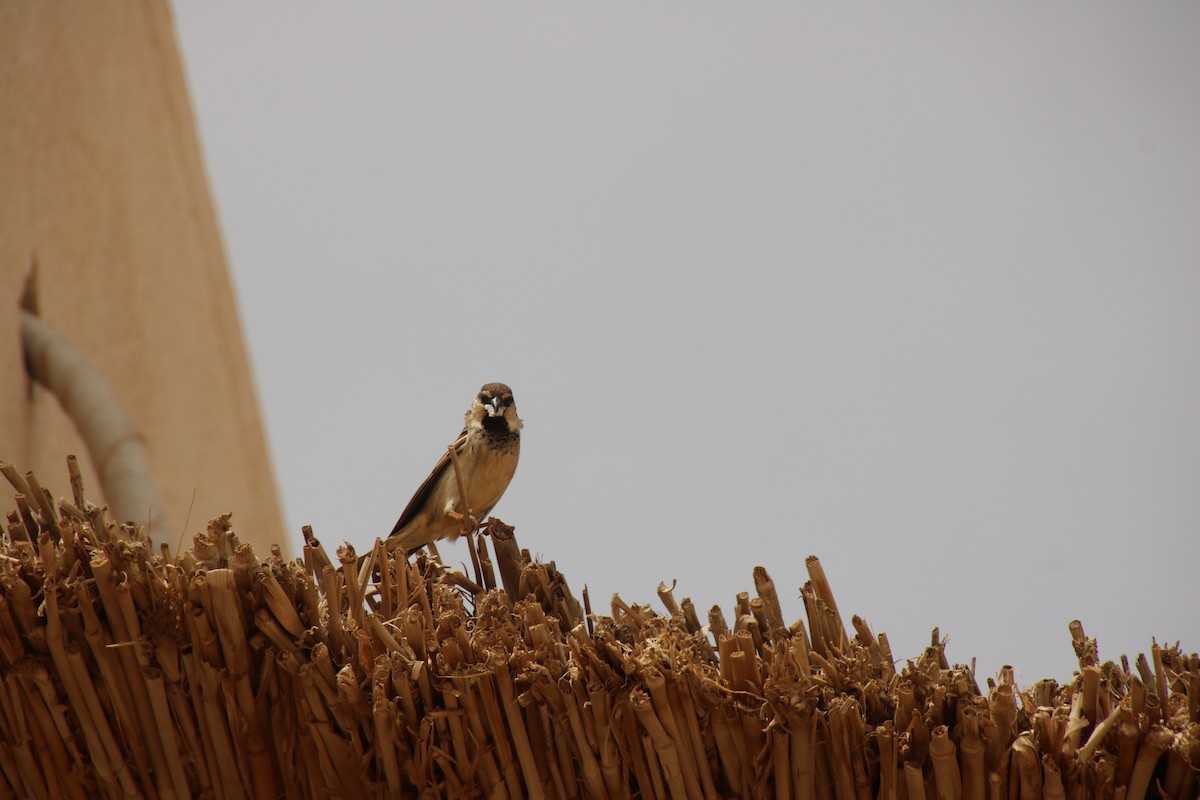 Spanish Sparrow - ML620121447