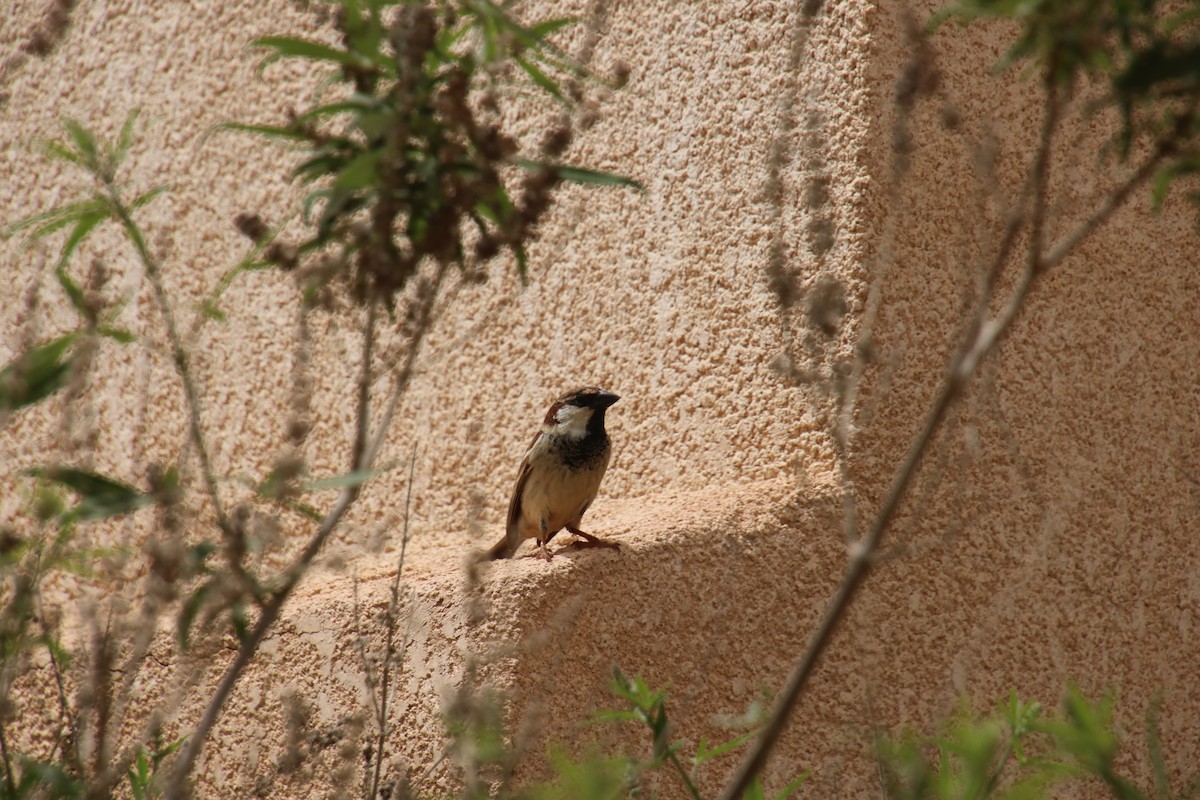 Spanish Sparrow - ML620121448