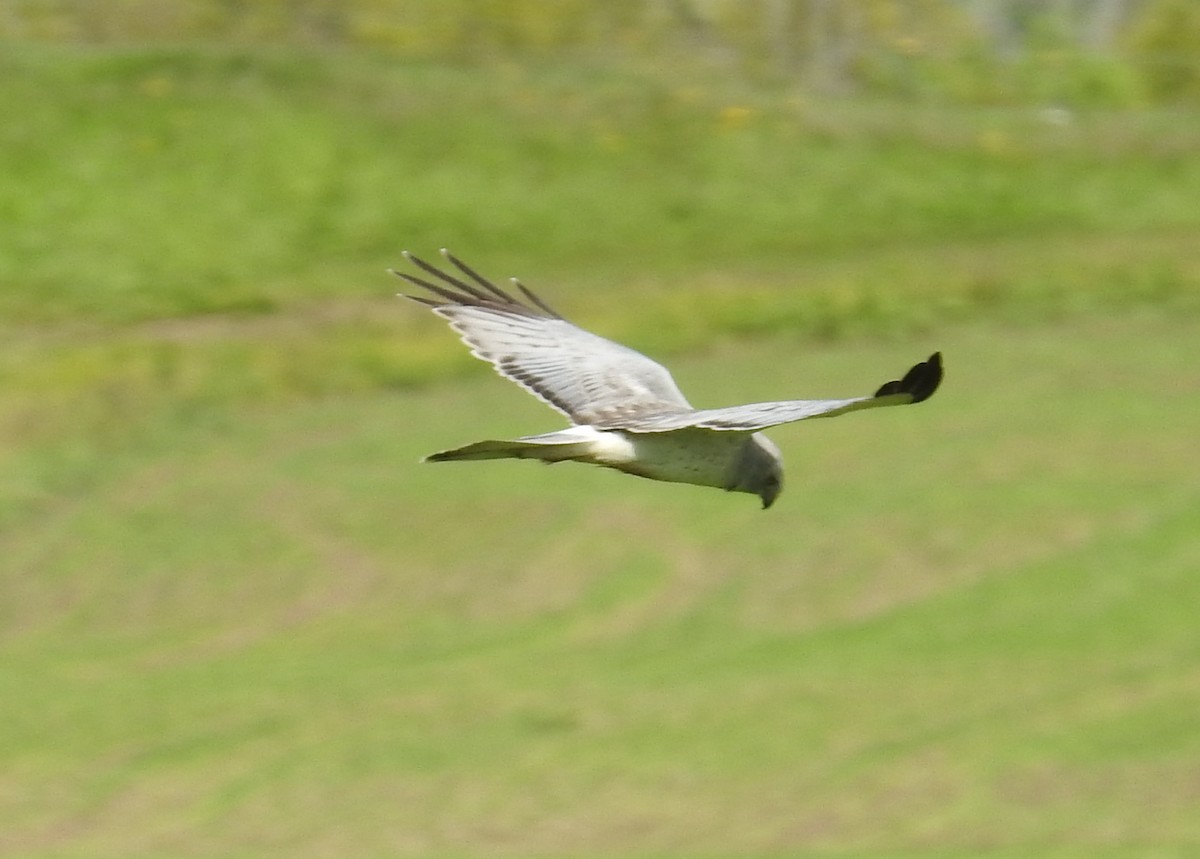 Northern Harrier - ML620121461