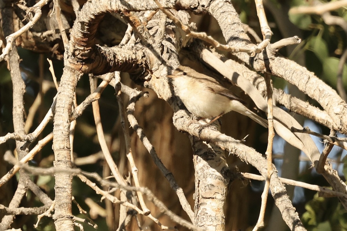 Sykes's Warbler - ML620121462