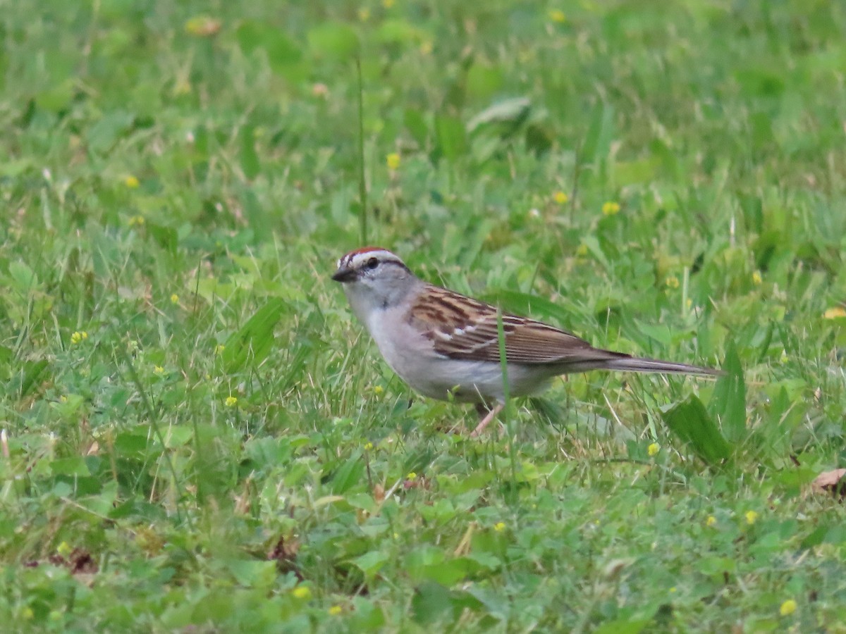 Chipping Sparrow - ML620121465