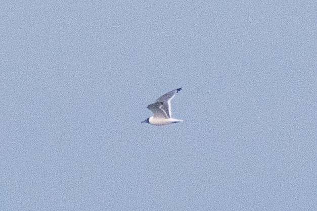 Franklin's Gull - ML620121469