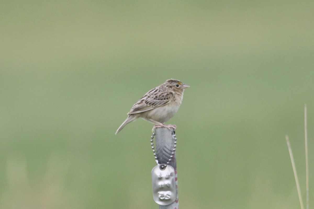 Grasshopper Sparrow - ML620121478