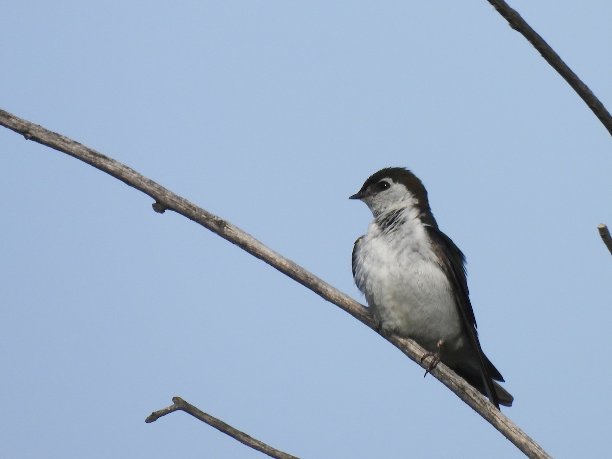 Violet-green Swallow - ML620121479