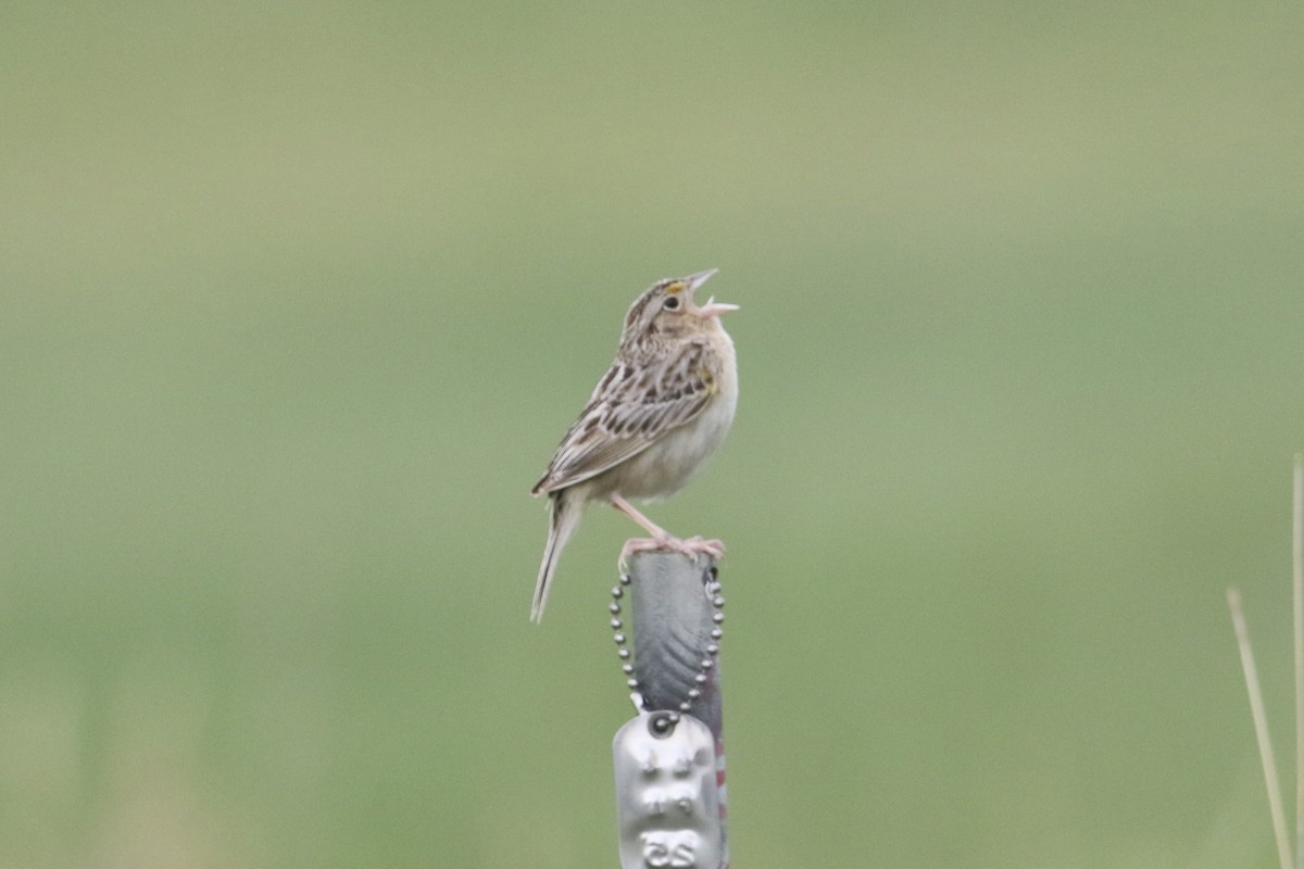 Grasshopper Sparrow - Eli Weber