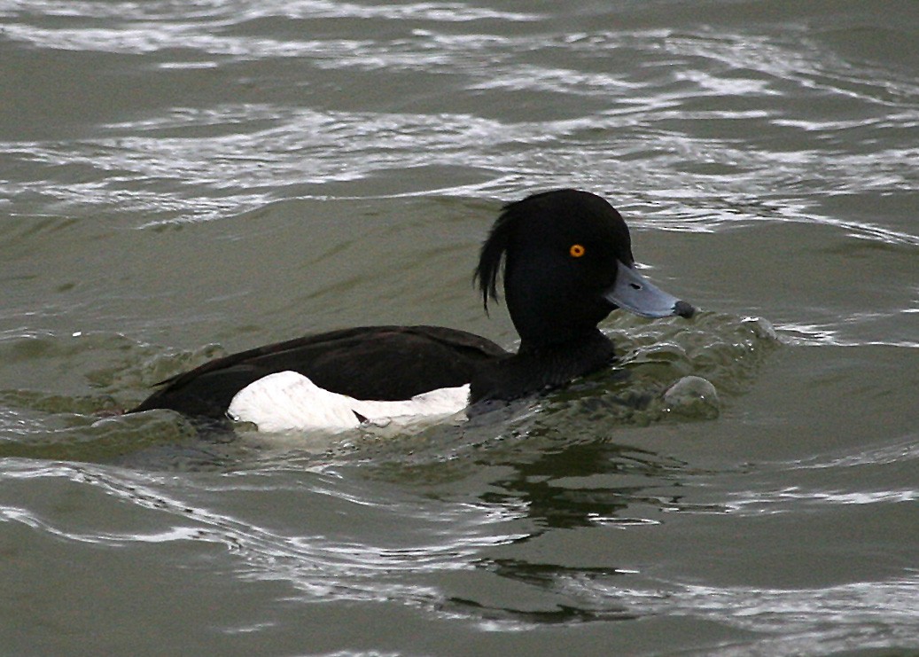 Tufted Duck - ML620121493